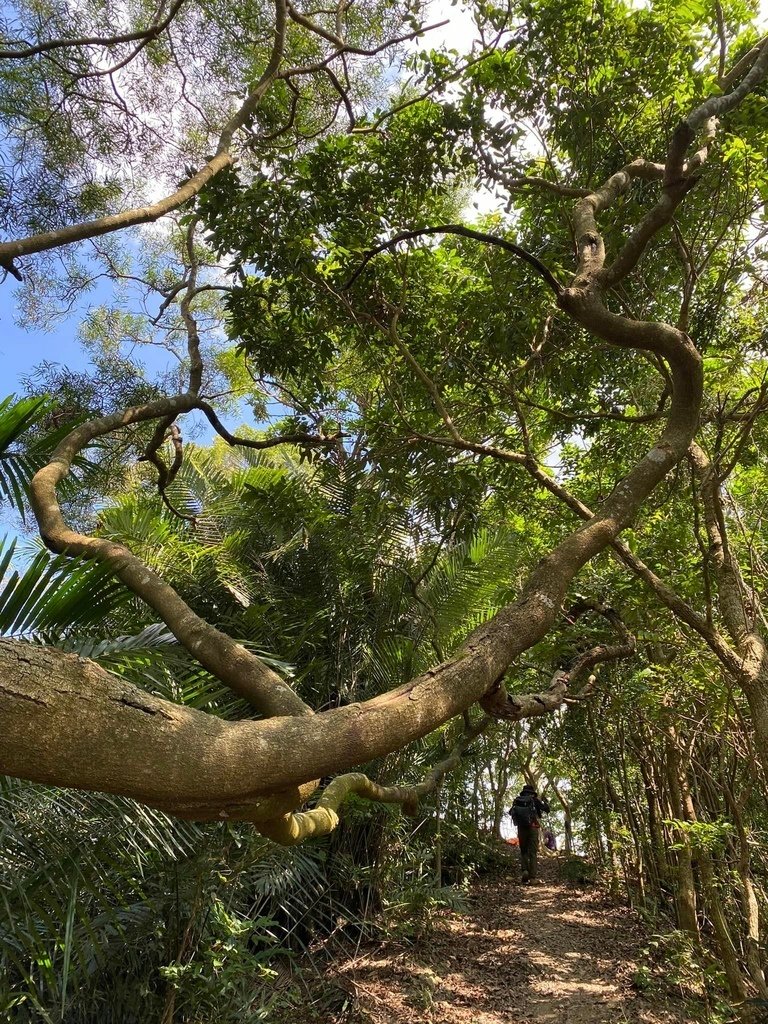 【台南南化】烏山南段:石松子山-紫竹寺-王爺崙山稜線來回