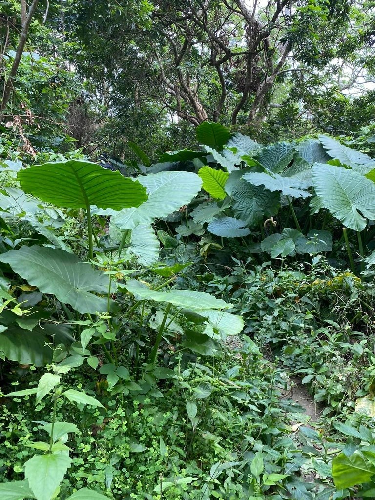 【台南南化】烏山南段:石松子山-紫竹寺-王爺崙山稜線來回