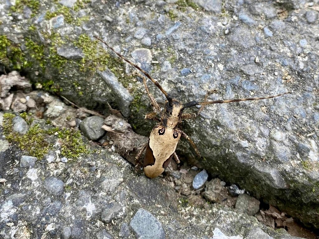 【台南南化】烏山南段:石松子山-紫竹寺-王爺崙山稜線來回