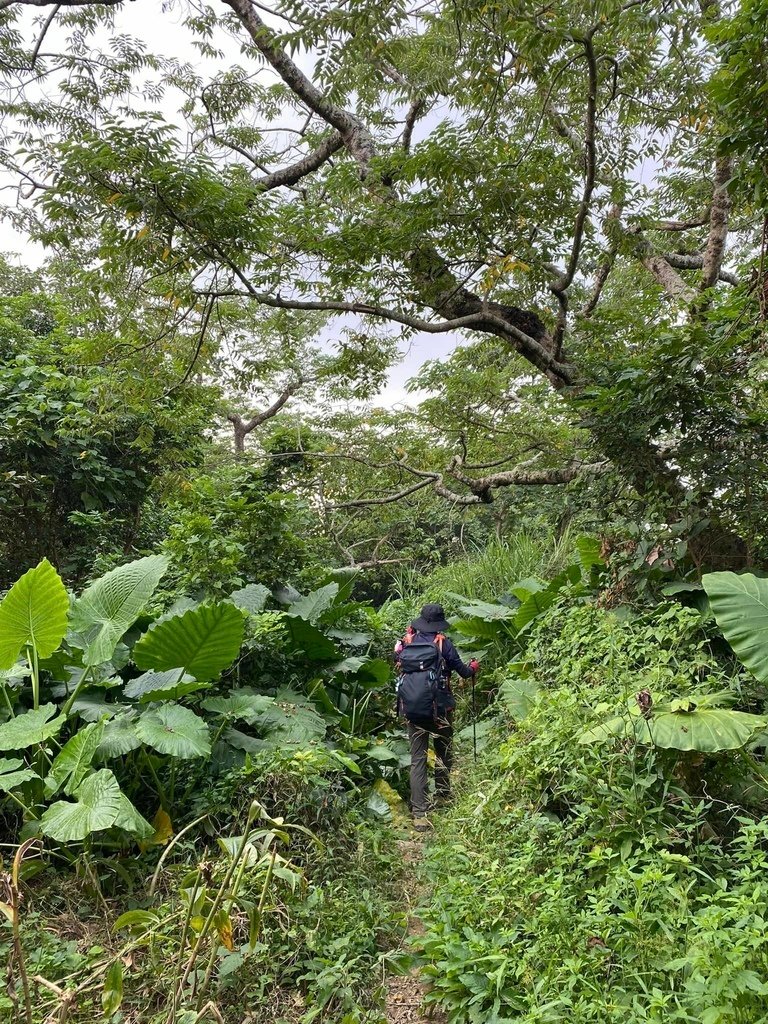 【台南南化】烏山南段:石松子山-紫竹寺-王爺崙山稜線來回