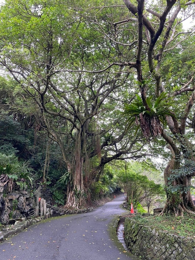 【宜蘭頭城】草嶺古道&amp;桃源谷草嶺線