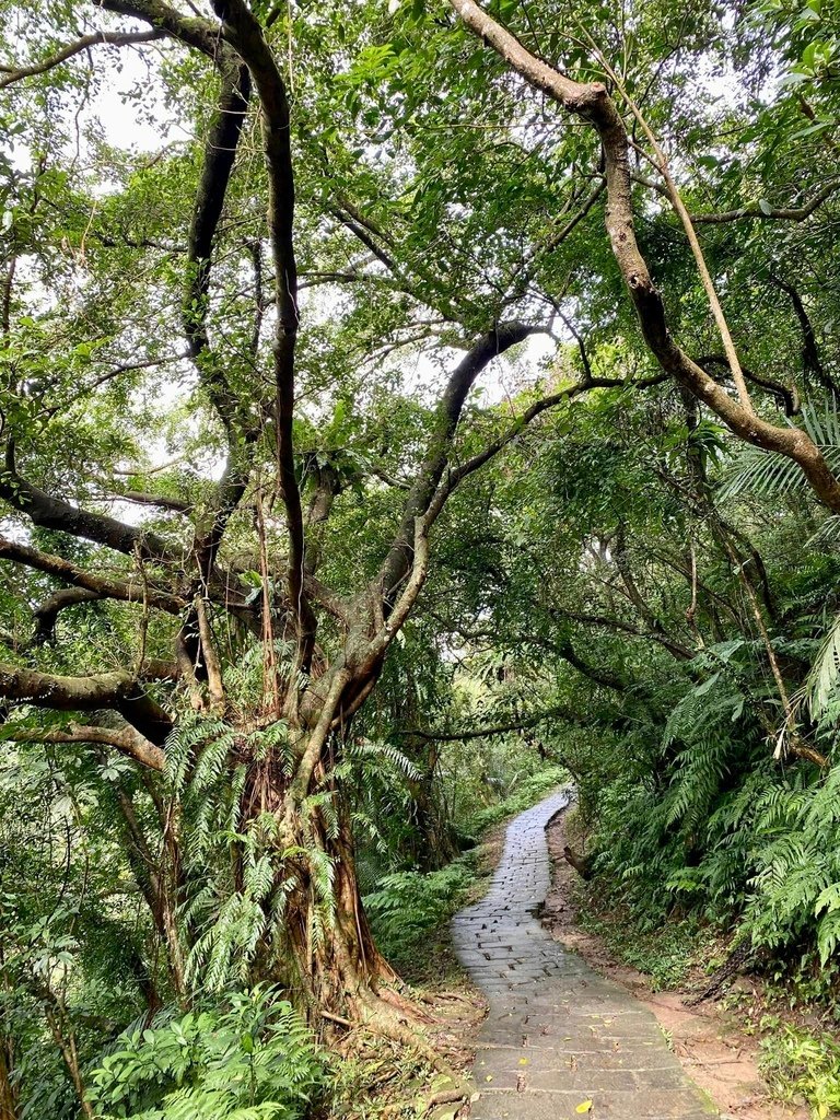 【宜蘭頭城】草嶺古道&amp;桃源谷草嶺線