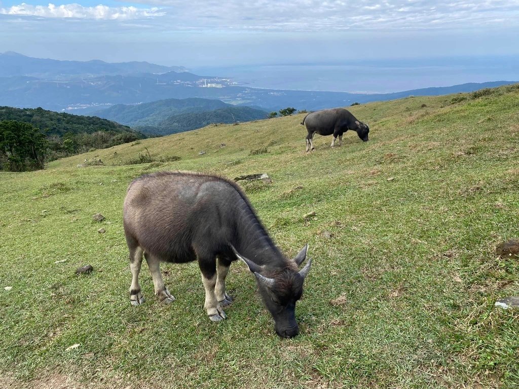 【宜蘭頭城】草嶺古道&amp;桃源谷草嶺線