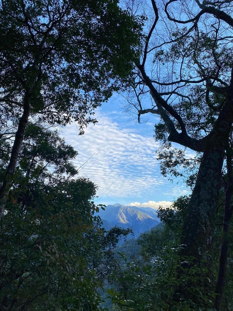 【台中和平】谷關七雄之八仙山主峰步道