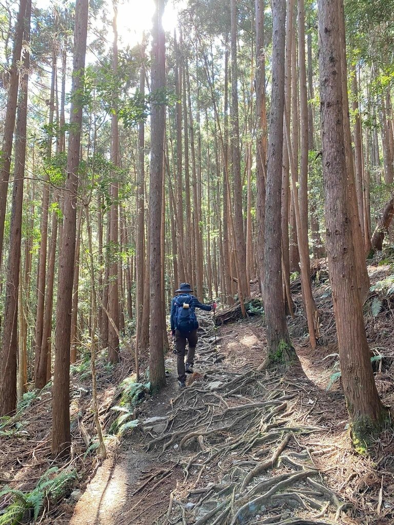 【台中和平】谷關七雄之八仙山主峰步道