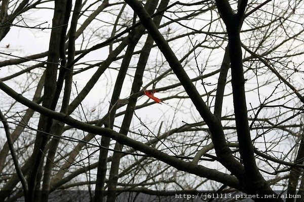 IMG_6681-1.JPG