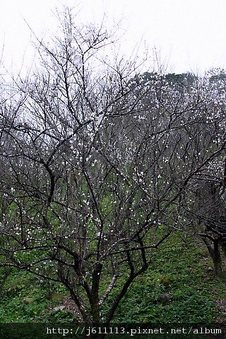 IMG_6636-1.JPG