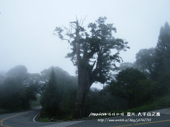 &lt;遊記&gt;宜蘭.煙雨濛濛茶香四溢 之玉蘭茶園