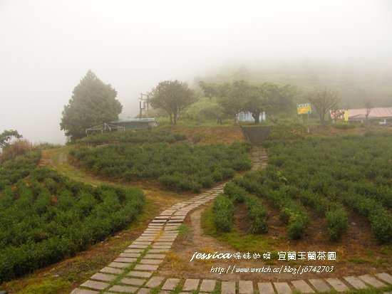 &lt;遊記&gt;宜蘭.煙雨濛濛茶香四溢 之玉蘭茶園