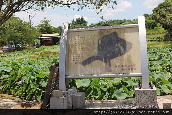 白河蓮花公園 (2)