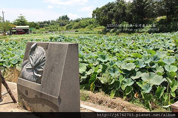 白河蓮花公園 (3)