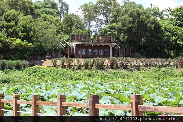 白河蓮花公園 (4)