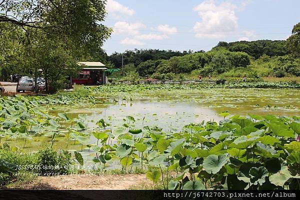 白河蓮花公園 (6)