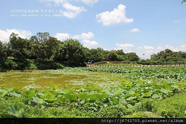 白河蓮花公園 (8)