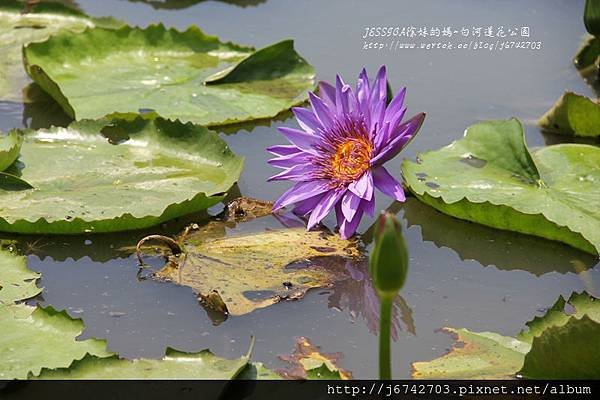 白河蓮花公園 (20)