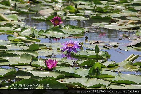 白河蓮花公園 (21)