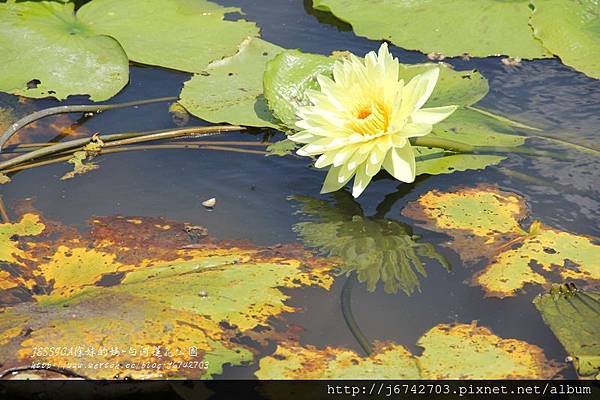 白河蓮花公園 (23)