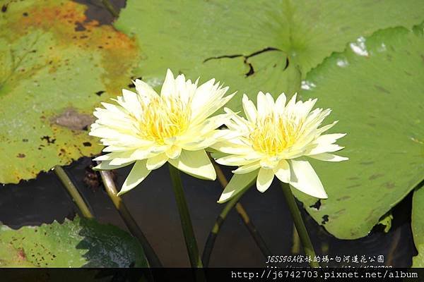 白河蓮花公園 (24)