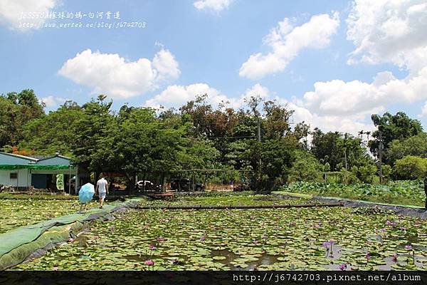 白河蓮花公園 (35)