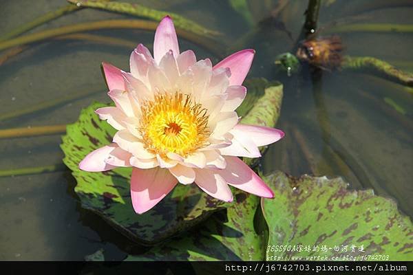 白河蓮花公園 (36)