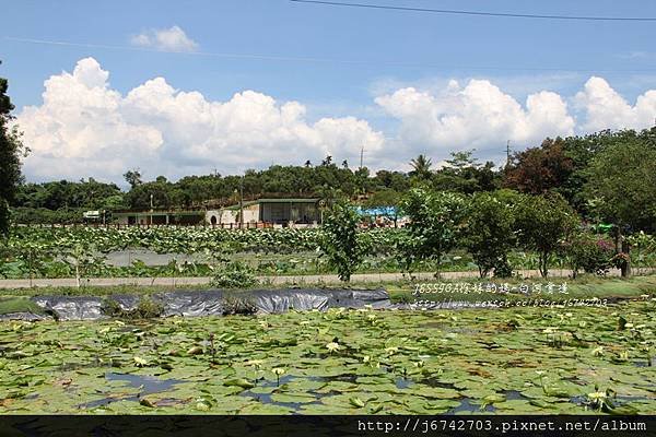 白河蓮花公園 (38)