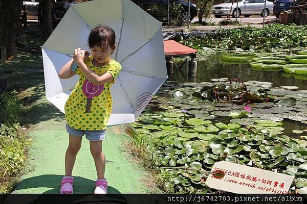 白河蓮花公園 (42)