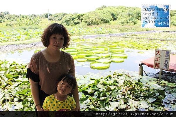 白河蓮花公園 (46)