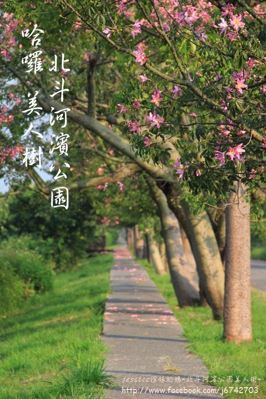 北斗美人樹~ (12).JPG