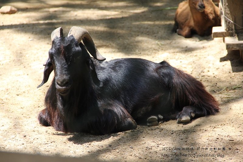 新竹市立動物園遊 (11)