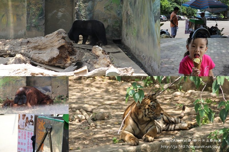 徐妹5Y1M在新竹市立動物園001