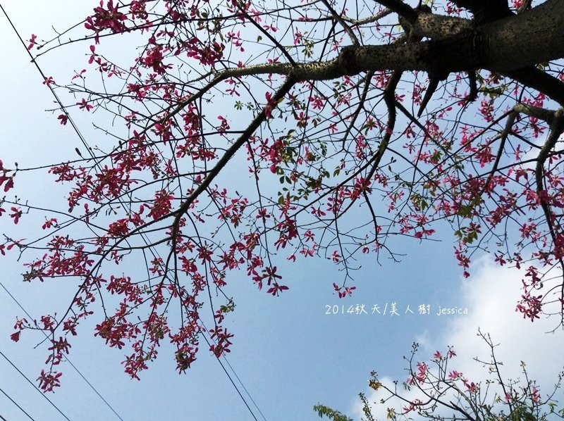 &lt;就是愛拍拍&gt;彰化.2014北斗河濱公園美人樹~