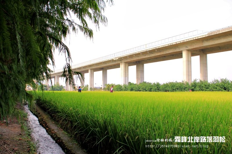 &lt;就是愛拍拍&gt;台中.霧峰北岸路落羽松~最美的冬日風情畫!!!