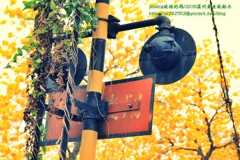 &lt;就是愛拍拍&gt;2015給你最炫麗的黃花風鈴木/彰化溪州台一線