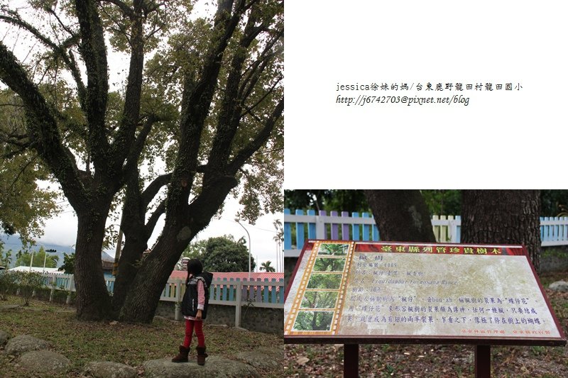&lt;遊記&gt;2014台東輕旅行~鹿野龍田移民村/龍田國小百年黑松