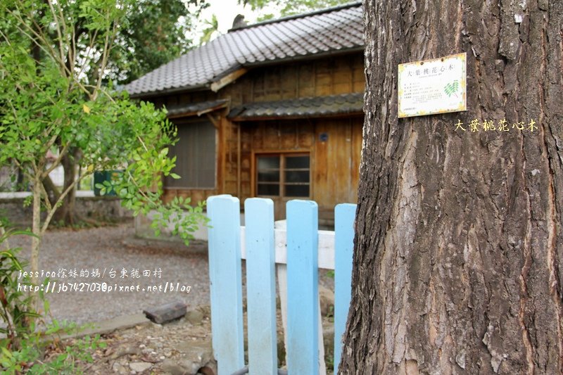&lt;遊記&gt;2014台東輕旅行~鹿野龍田移民村/龍田國小百年黑松