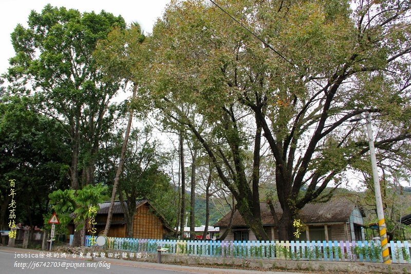 &lt;遊記&gt;2014台東輕旅行~鹿野龍田移民村/龍田國小百年黑松