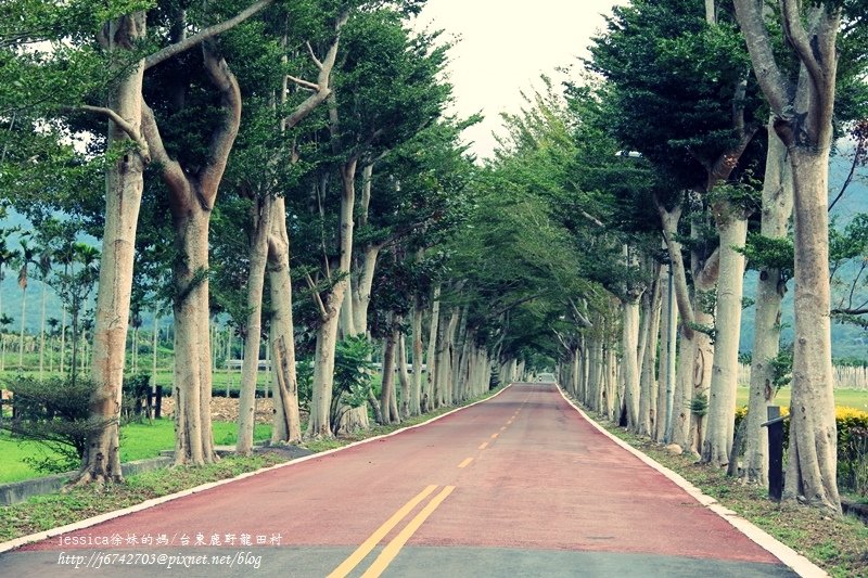 &lt;遊記&gt;2014台東輕旅行~鹿野龍田移民村/龍田國小百年黑松