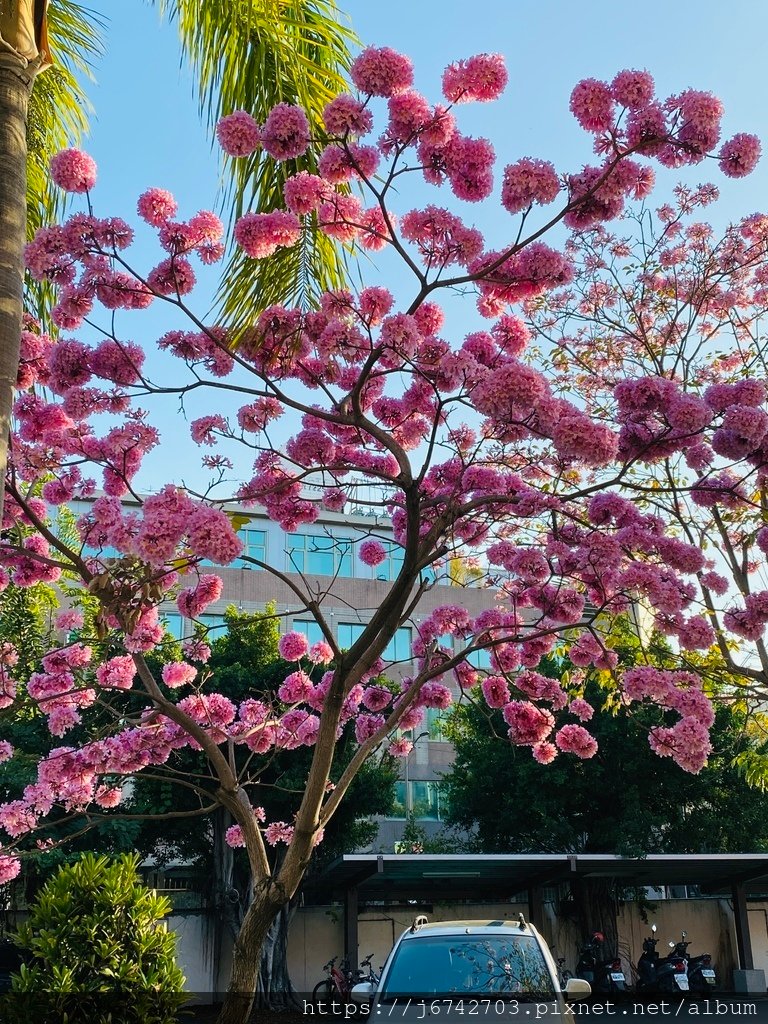 &lt;就是愛拍拍&gt;三五月的粉紅風鈴木!!