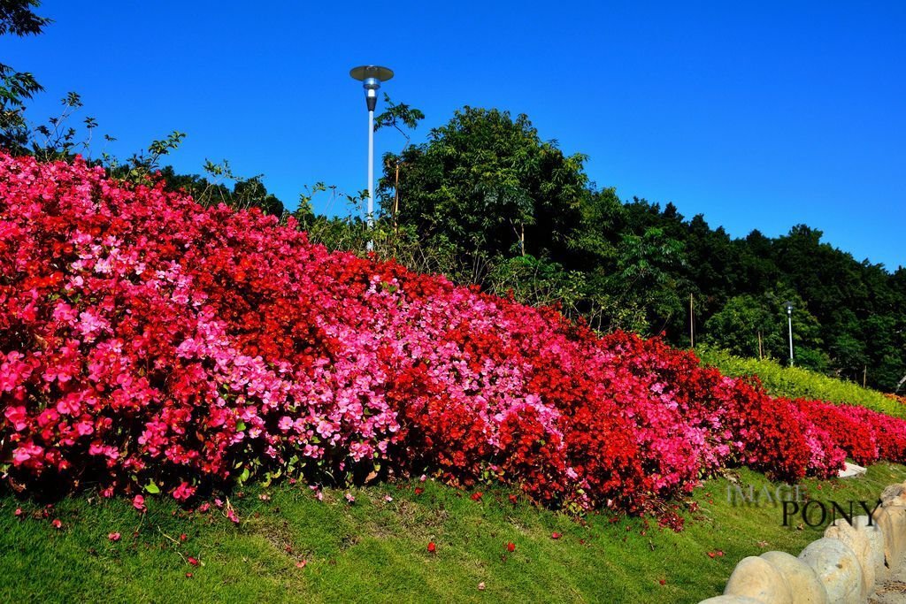 DSC_0979.JPG
