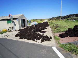 IMG_6384