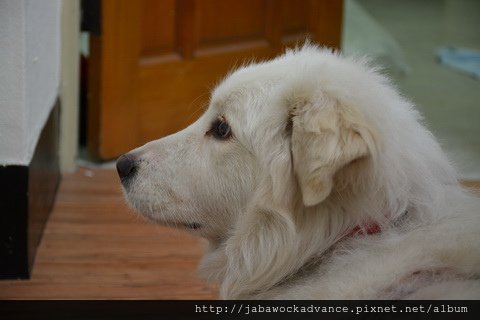 DSC_0241_resize.JPG