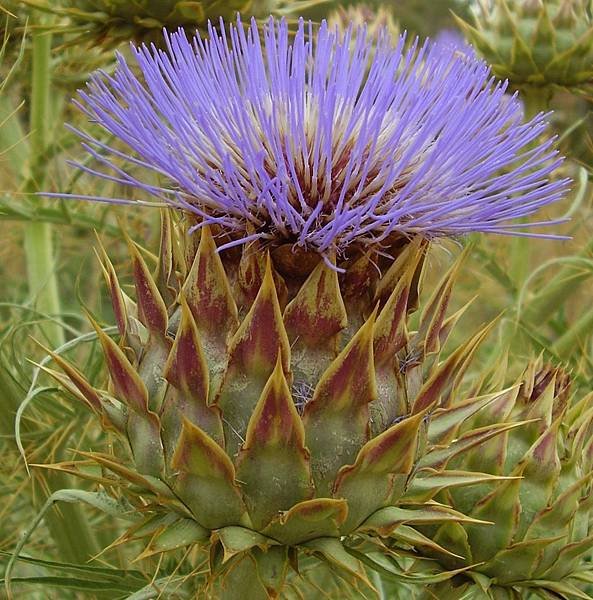 Artichoke_thistle_open_flower_para_hills_south_australia.jpg