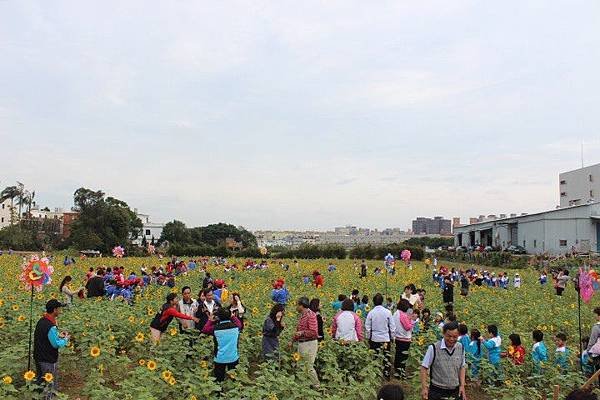 tn_2013.11.22平鎮市102年度種植景觀綠肥作物成果觀摩活動(6)