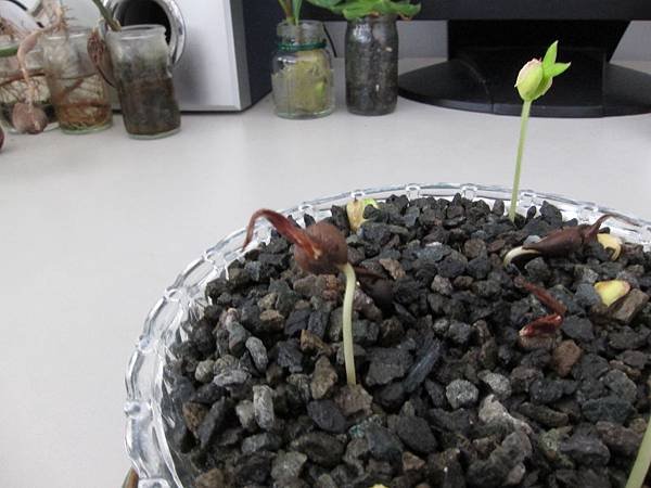19帶殼種植的沉香.JPG