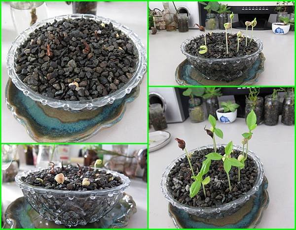 20帶殼及沒殼的沉香都能順利發芽.jpg