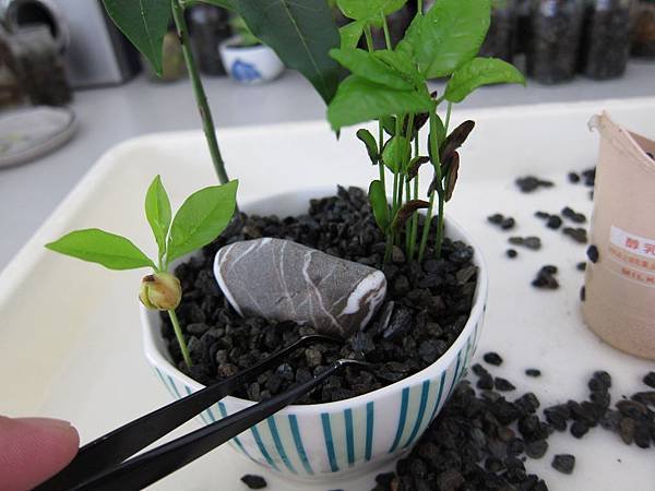04種植過程.JPG