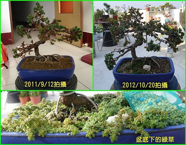 09高嶺杜松2011年與2012年的比較.jpg