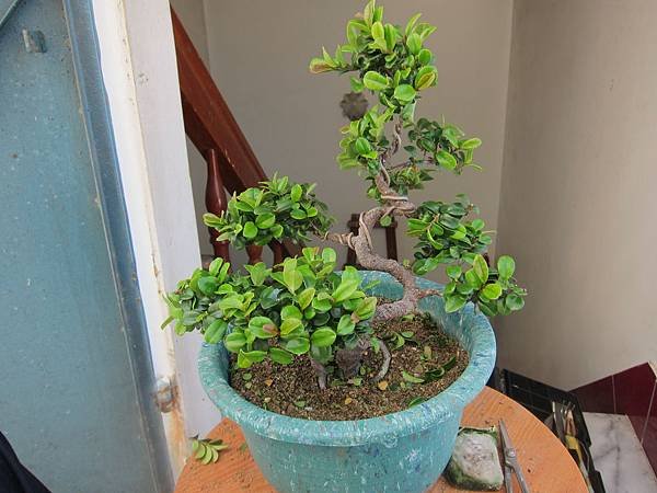07除草及修剪-翠米茶.JPG