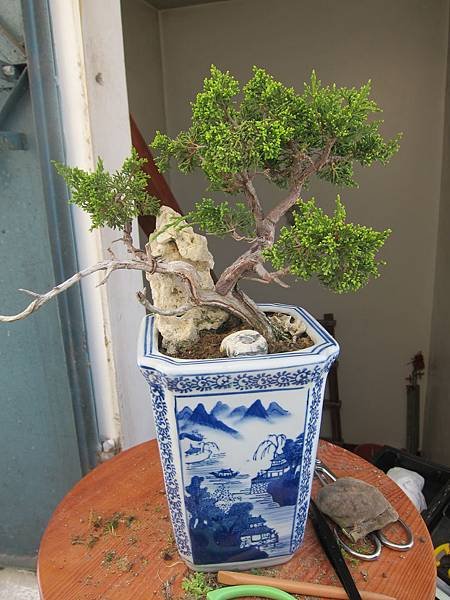 11除草完成-很意的作品(系魚川真柏).JPG