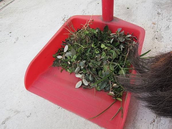 12除了一堆雜草.JPG